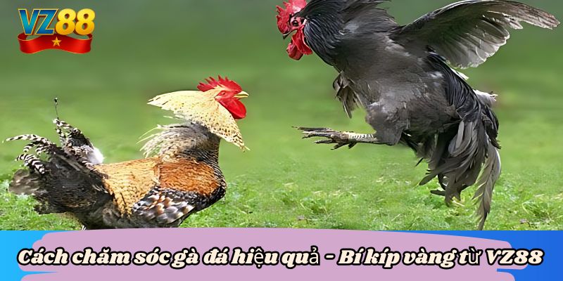 Cách chăm sóc gà đá hiệu quả - Bí kíp vàng từ VZ88 7 Cách chăm sóc gà đá hiệu quả - Bí kíp vàng từ VZ88