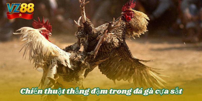 Đá gà cựa sắt VZ88 - Chiến lược thắng bất bại mọi đối thủ 5 Chiến thuật thắng đậm trong đá gà cựa sắt