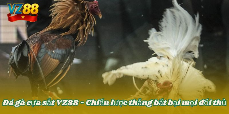 Đá gà cựa sắt VZ88 - Chiến lược thắng bất bại mọi đối thủ 7 Đá gà cựa sắt VZ88 - Chiến lược thắng bất bại mọi đối thủ