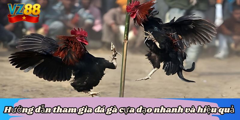 Đá gà cựa dao vz88 - Mãn nhãn với màn so tài của chiến kê 5 Hướng dẫn tham gia đá gà cựa dạo nhanh và hiệu quả
