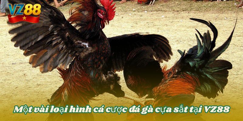 Đá gà cựa sắt VZ88 - Chiến lược thắng bất bại mọi đối thủ 4 Một vài loại hình cá cược đá gà cựa sắt tại VZ88