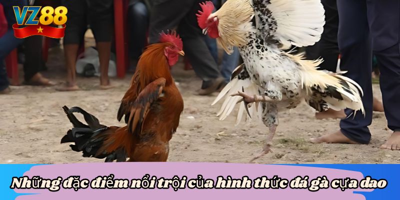 Đá gà cựa dao vz88 - Mãn nhãn với màn so tài của chiến kê 3 Những đặc điểm nổi trội của hình thức đá gà cựa dao