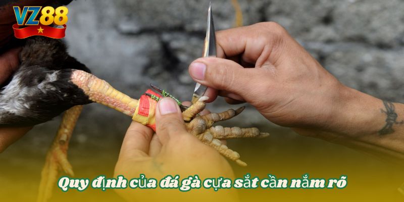 Đá gà cựa sắt VZ88 - Chiến lược thắng bất bại mọi đối thủ 3 Quy định của đá gà cựa sắt cần nắm rõ
