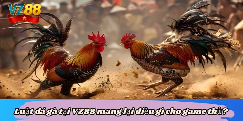 Luật đá gà VZ88 - Yếu tố quyết định giúp bạn thắng cuộc 2 Luật đá gà tại VZ88 mang lại điều gì cho game thủ?