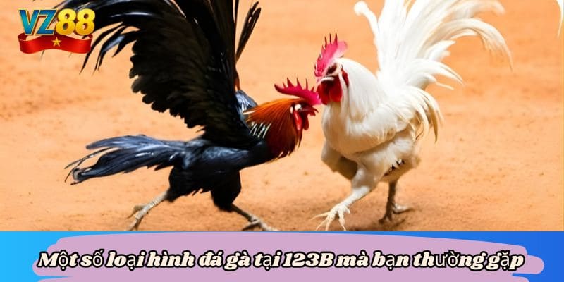 Luật đá gà VZ88 - Yếu tố quyết định giúp bạn thắng cuộc 3 Một số loại hình đá gà tại 123B mà bạn thường gặp